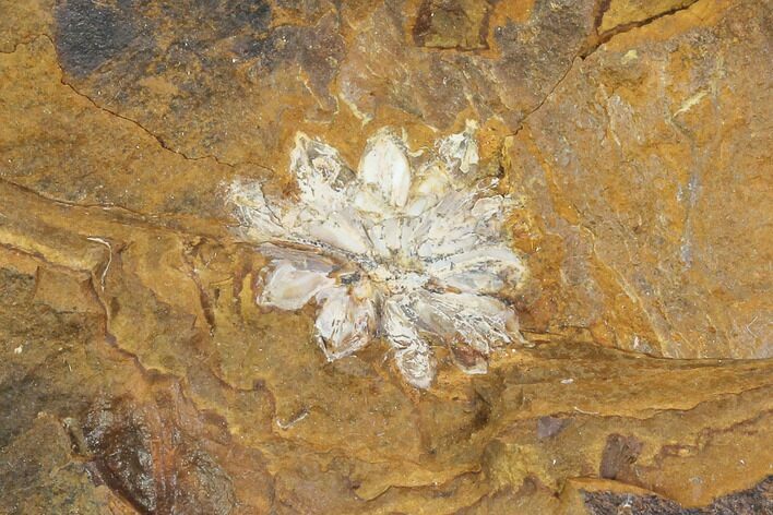 Fossil Amersinia Reproductive Structure - North Dakota #96890